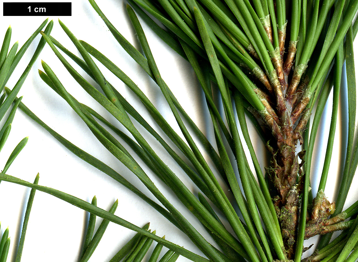 High resolution image: Family: Pinaceae - Genus: Pinus - Taxon: virginiana